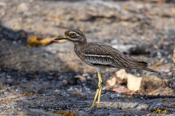Indian stone curlew or Indian thick-knee (Burhinus indicus) in Pench National Park, India