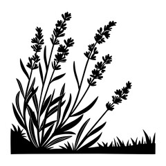
Silhouette of lavender flowers with leaves vector illustration