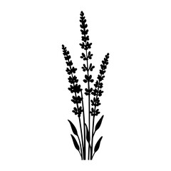  Silhouette of lavender flowers with leaves vector illustration © Rabea