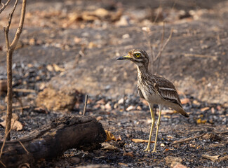 indian stone-curlew, stone curlew, indian thick-knee, burhinus indicus, india, pench, national park, bird, nature, wildlife, animal, beak, water, avian, feather, wild, feathers, green, birds, blue, bl