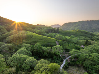 Fototapeta premium aerial view tea garden wiht sunset