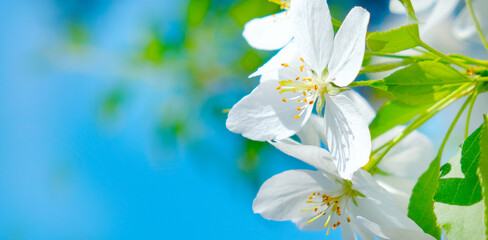 Banner with fresh cherry blossoms, blue sky.  Spring sunny day. Springtime atmospheric mood. Copy space