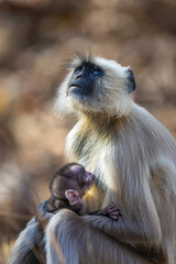 Mother and cute baby gray langur looking to sky in Pench National Park, India