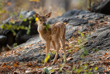 Cute baby or fawn spotted deer (Axis axis) with leave in its mouth in Pench  National Park in India
