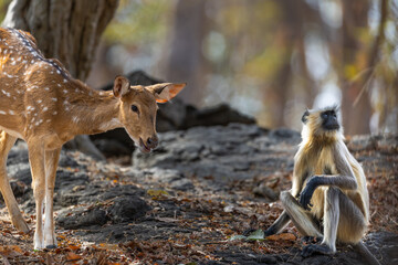 Doe or female spotted deer (Axis axis) with gray langur  (Semnopithecus entellus) in Pench National Park in India