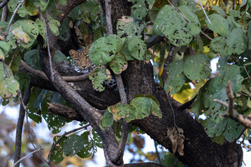 Hidden Indian Leopard (Panthera Pardus Fusca) in the wild in a tree in Pench National Park in India