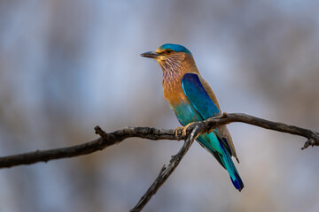 Stunning colourful Indian Roller (Coracias benghalensis) bird on a tree in  Pench National Park, India