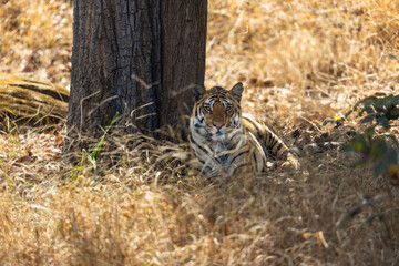 Bengal Tiger (Panthera tigris tigris) in the wild resting in the shade in the Pench  National Park...