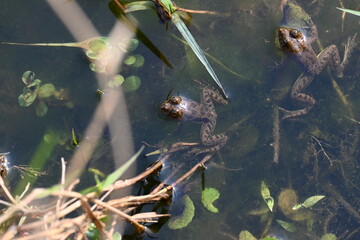 Frog swimming on water surface. Frog is an animal that lives both in water and on land. Amphibians animals. 