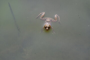 Frog swimming on water surface. Frog is an animal that lives both in water and on land. Amphibians animals. 