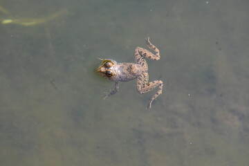 Frog swimming on water surface. Frog is an animal that lives both in water and on land. Amphibians animals. 