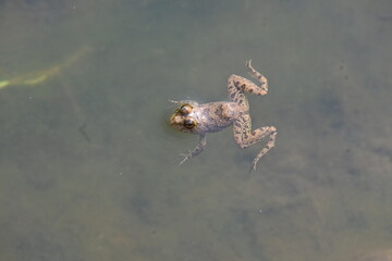 Frog swimming on water surface. Frog is an animal that lives both in water and on land. Amphibians animals. 
