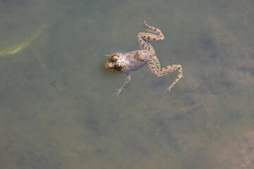 Frog swimming on water surface. Frog is an animal that lives both in water and on land. Amphibians animals. 