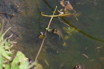 Frog swimming on water surface. Frog is an animal that lives both in water and on land. Amphibians animals. 