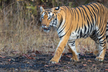 Beautiful Bengal Tiger (Panthera tigris tigris) in the wild approaching through grass lands in the...