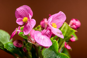 Fototapeta premium Delicate Pink Begonia Blossoms with Yellow on Warm Brown