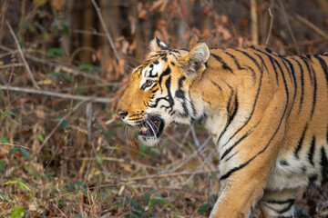 Beautiful Bengal Tiger (Panthera tigris tigris) in the wild approaching through grass lands in the...