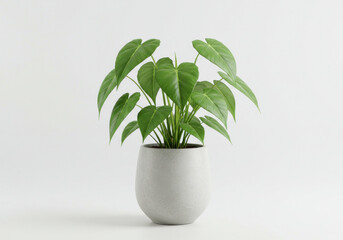 plant in a pot