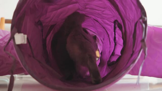 British shorthair cat tries to go through the cat toy tunnel, full of curiosity