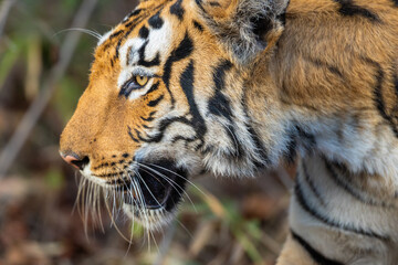 Portrait of beautiful Bengal Tiger (Panthera tigris tigris) in the wild approaching through grass...