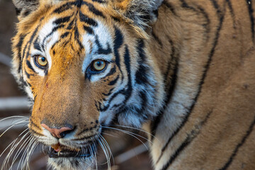 Face of beautiful Bengal Tiger (Panthera tigris tigris) in the wild approaching through grass lands in the Tadoba  National Park in India