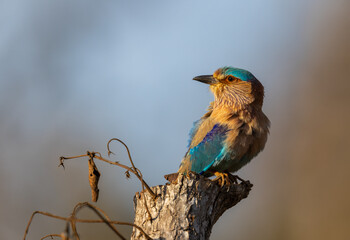 Stunning colourful Indian Roller (Coracias benghalensis) bird on a tree in  Tadoba National Park, India