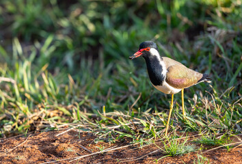 red-wattled lapwing (Vanellus indicus) searching for food in the wetlands of Tadoba National Park, India