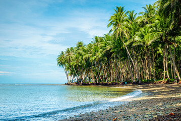 Rows of coconut trees on a beautiful white sand beach. Tropical beach © StanleyRevaldo