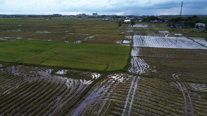 Aerial view of rice fields that have just been plowed by farmers