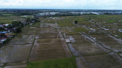 Aerial view of rice fields that have just been plowed by farmers