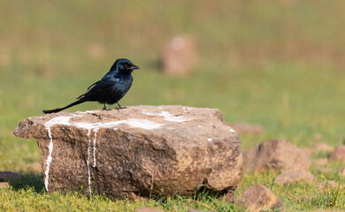 black drongo (Dicrurus macrocercus) bird resting on a stone in Tadoba National Park, India