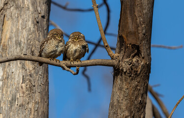 Two Spotted Owlet (Athene brama) sitting on a branch in Tadoba National Park, India