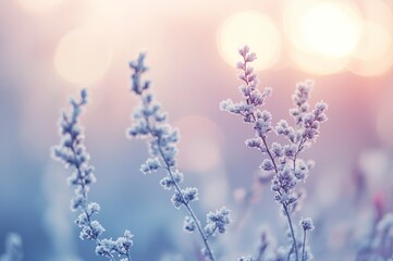 Obraz premium Frost Covered Wildflowers at Sunrise