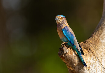 Stunning colourful Indian Roller (Coracias benghalensis) bird on a tree in  Tadoba National Park, India