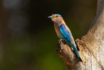 Stunning colourful Indian Roller (Coracias benghalensis) bird on a tree in  Tadoba National Park, India