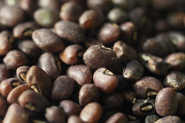 Dark brown legumes in close-up view highlighting their texture