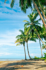 Obraz premium Rows of coconut trees on a beautiful white sand beach. Tropical beach