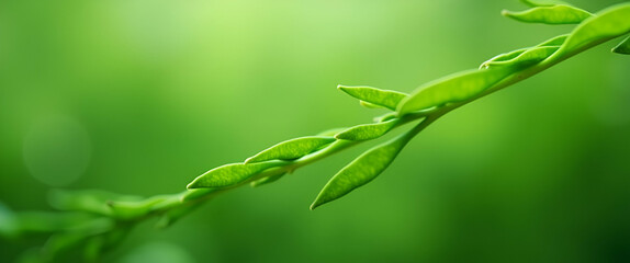 Close up green leaf line for background selective focus representing nature freshness and organic elements in design aesthetics. concept as Close up of green leaf line for background with selective fo