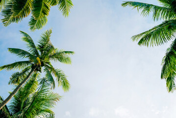 Coconut tree with beautiful sky background. Tropical background