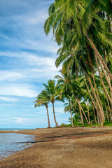 Rows of coconut trees on a beautiful white sand beach. Tropical beach