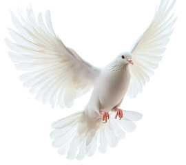 Fototapeta premium A white dove in mid flight with its wings spread against a black background in a studio shot image