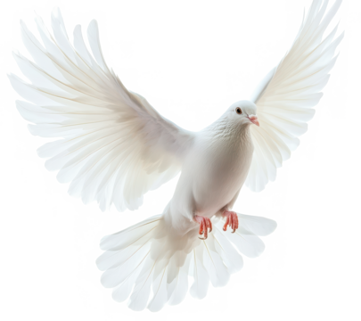 A white dove in mid flight with its wings spread against a black background in a studio shot image