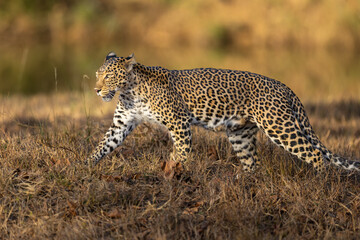 Stunning Indian Leopard (Panthera Pardus Fusca) in the wild in beautiful light in Tadoba National Park in India