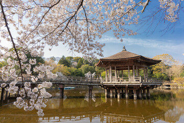 奈良公園　浮見堂と桜　横位置　１