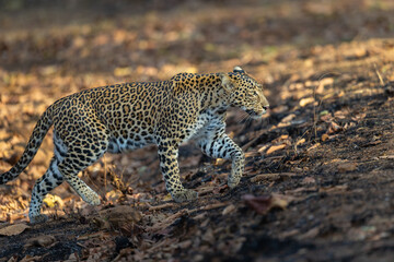 Stunning Indian Leopard (Panthera Pardus Fusca) in the wild in beautiful light in Tadoba National Park in India