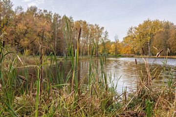 Autumn view of a lake surrounded by colorful leaves and tall grass