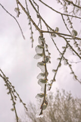 Salix caprea buds adorned with melting snow in early spring landscape