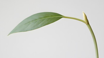Single Green Leaf Plant Minimalist Botanical Photography