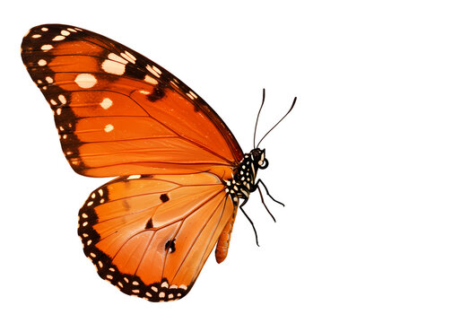Stunning Orange Butterfly with Black Spots: High-Resolution Image - Powered by Adobe