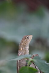 Chameleons on green plant. It is a reptile animal. It is an animal of the  Chamaeleonidae family. Its other name chamaeleons. This animal is master at changing colors.